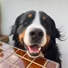 Ralph the Berner - @ralphtheberner - TikTok