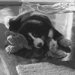 Ralph The Berner - @ralphtheberner - Instagram