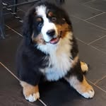 @ralph_the_bobsleigh_berner - Instagram