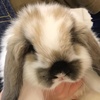 うさぎのラルフ - @rabbit_ralph1206 - TikTok
