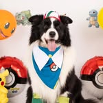 Alpha ~The Border Collie~ - @alpha_the_bordercollie - Instagram