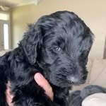 Ralph(ie) Noche Borders - @ralph.borders - Instagram