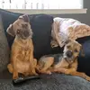 Shadow&Ralph Borderterrier 🐾 - @xhi.im.shadowandralph - TikTok