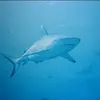 Ralph Bosch615 - @ralphbosch62 - TikTok