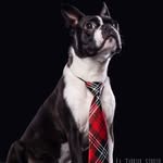 Ralph - @ralph_bostonterrier - Instagram