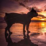 Ralph Brown - @ralphlefrench - Instagram