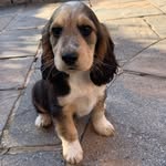 Ralph Brown 🐶 - @wreckitralphcocker - Instagram