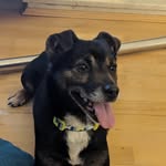 Ralph - @ralph.the.scruff.butt - Instagram