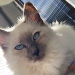 Cali Ralph and Betty - @the_life_of_cali_ralph_betty - Instagram