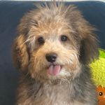 Ralph - @ralph.california - Instagram
