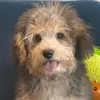 Ralph - @ralphcalifornia - TikTok