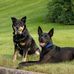 Ralph Caplan - Facebook