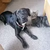 Charlotte Phelan - @ralphandcato - TikTok