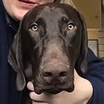 Ralph- Cato - @cato.thedog - Instagram