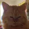 Ralph Cervantes - @rarufuchan - TikTok