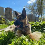 Ralph 🥇 - @ralph_the_champion - Instagram