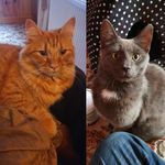 Clifford and Ralph - @clifford_and_ralph - Instagram