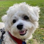 Ralph - @ralph.thecloud - Instagram