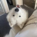Ralph The Landcloud ☁️🐾 - @ralph_thelandcloud - Instagram