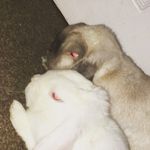 Sophia - @cloud_and_ralph_mini_lops_x - Instagram
