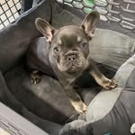 Ralph Coates - @ralphthefrenchie_x1 - Instagram
