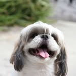 Ralph Sydney Cola 🐶 - @ralphsydneycola - Instagram