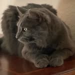 Ralph Colombo - @ralph_colombo - Instagram