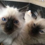 Ralph And Cornelius (Ragdolls) - @ralphandcorneliuscat - Instagram