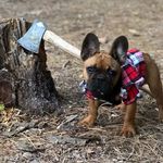 Ralph Cornelius West - @a_frenchie_named_ralph - Instagram