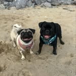 Lola-May & Ralph🐾✨🐾✨ - @cornish_pugs_lola_ralph_xo - Instagram