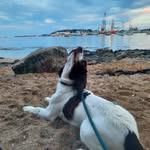 Ralph - @ralphthecornishsprocker - Instagram