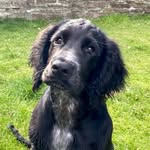Ralph The Cocker Spaniel - @ralph_the_cornish_cocker - Instagram