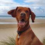 Ralph the Cornish Vizsla - @ralphy_roo_not_scooby_doo - Instagram