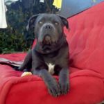 Ralph 🐕 - @ralph_thecanecorso - Instagram