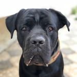 Ralph Orka Danacı - @ralphthecanecorso - Instagram