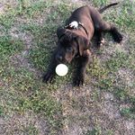 Ralph - @ralphthecanecorso2020 - Instagram