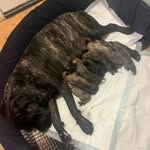 Ralphy local 416 - @ralphy416canecorsopuppies1 - Instagram