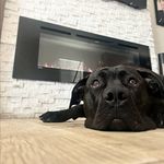 Sir Ralph Elvis Woofington - @wreck_it_ralph_corso - Instagram