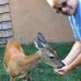 Ralph Corvino - Facebook