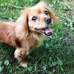 @ralph_e_coyote - Instagram