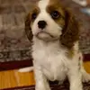 Ralph Cramer - @ralph.cramer - TikTok
