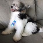 Ralph Crista Chinês 🐶 - @ralphcristachines_ - Instagram
