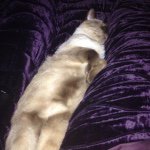 Ralphie Crowley - @ralphie_the_cat - Instagram
