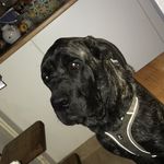 @ralph_dadog - Instagram
