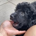 narKOBA & RALPH-Lee - @koba.ralph.daily - Instagram