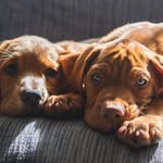 Ralph & Bailey | Vizsla & Working Cocker - @ralphandbaileyonthedaily - Instagram