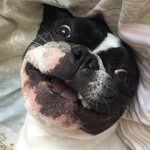 Ralph 🐶 - @daily.ralph - Instagram
