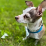 Ralphie - @the.daily.ralph - Instagram