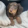 RALPH DA WEEN - @ralph.da.ween - TikTok