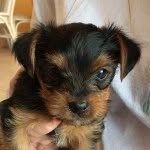 Ralph Dees - @ralphthepup - Instagram